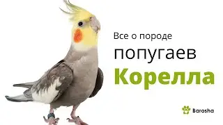 Корелла - все о попугаях