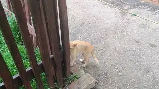 VID 20230710 181742
