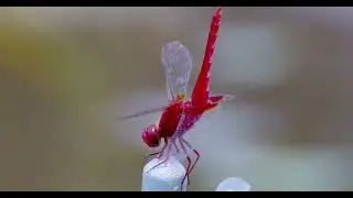 とんぼ散策　水元公園