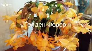 Виды и сорта декабриста.Самые популярные названия декабриста.Фотоподборка 2021.
