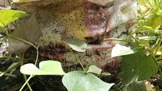 Update sa aking tanim na sweet potato sa sako na puno ng lupa | Part 1