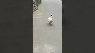 Beutiful cat walk 🥰🥰🥰
