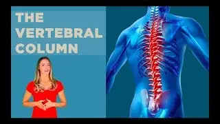 The Vertebral Column