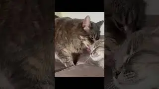 Resident cat finally accepts rescued foster kitten