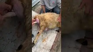 Koyun Doğumu #hayvancılık #tarım #evcilhayvanlar #hayvansağlığı #inek #cattle