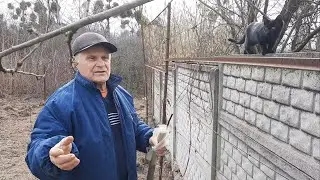 Весенняя перепрививка фруктовых деревьев