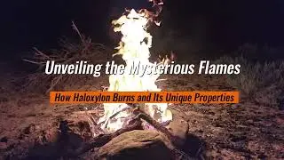 Desert plants on FIRE? Discover nature's strangest phenomenon!