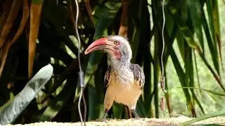 red billed hornbill birds | #short | #bird