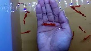 Guppy albino full red