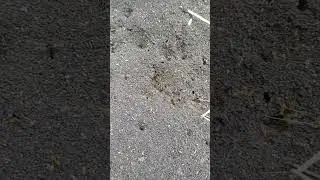 Муравейник