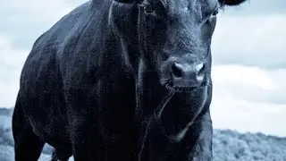 Пример управления КРС, воздействие на КРС