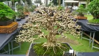 BONSAI INDONESIA  28 Desember 2022 RUBI