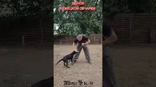 Щенок немецкой овчарки. Shepherd dog. #shepherd #dog #shepherddog #dogs #puppydog #puppy #gsdpuppy