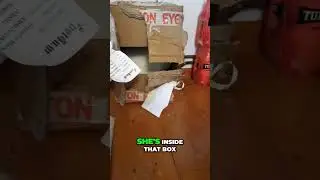 Meet Saiki: The Amazing Blind Cat Playing in a Box