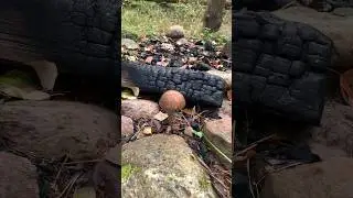 Подерёзовикт растут в кострище