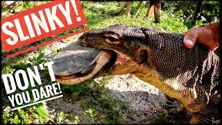 Chinese Box Turtle ESCAPE!!!
