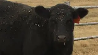 Be on the Lookout for Vitamin A Deficiencies in Your Herd