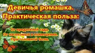 Девичья ромашка. Интересное применение.