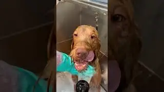 Doggy Daily Episode 165: Alfie the Wire-haired Vizsla 🐶 