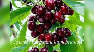 ЗЕЛЁНЫЕ ОПЕРАЦИИ НА ЧЕРЕШНЕ