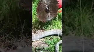 Easy Snake Trap