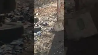 Миленькие Котята😍. Котики играю😊. Котики/котята/киски/тигрята. Cute Cats// play with kittens