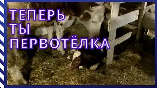Первый отёл/ Плюшка подарила нам тёлочку/ От начала до конца/ 