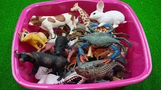 Nome dos animaisl - Brinquedos de animais - Nomes de animais e seus sons