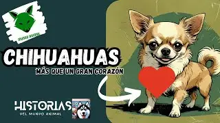 Chihuahuas: Curiosidades y Datos Fascinantes que Debes Conocer 🐾✨#Chihuahuas #perritos #viralvideo