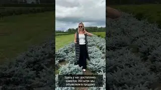 Начало сезона в Питомнике туй Ирины Любченко
