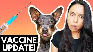 *UPDATED* Pet Vaccine Protocol