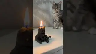 Свечка и киса#хвостатые #kitten # ни одна кошка не пострадала