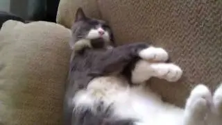 Professor Plum - BELLY RUB!