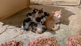 Kittens cuddling each other while sleeping under their wooden house.