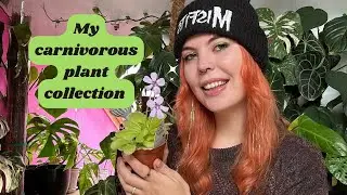 My Carnivorous plant collection 🌿