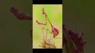 Amazing worm 