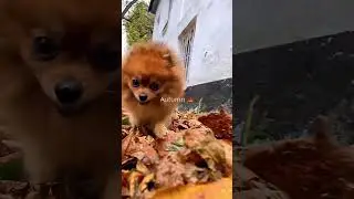 Autumn 🍁 mood with my ￼ honey bunny 🐶 #autumn #spitz #shpitz #poltava #happy