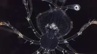 Larva Phyllosoma