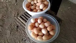 Chicken Egg Collecting