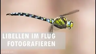 Photographing dragonflies in flight