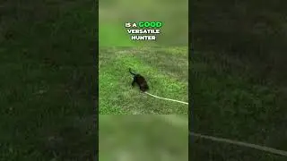 Origins of the American Water Spaniel