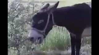 Semihcan Lazha Şahin Eşşek Taklıdı Yaptı !!!!