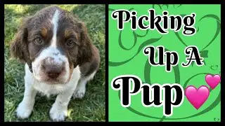 Picking Up A New Pup!