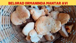 Belgrad Ormanı Mantar Avı 2023