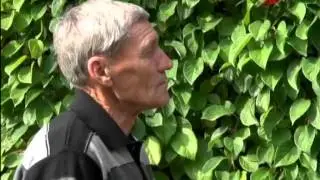 Выращивание лимонника китайского