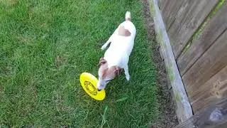 Rocky playing frisbee