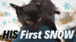 My Kitten's First Reaction To Snow