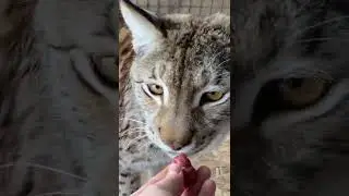 You can't fool a lynx😹
