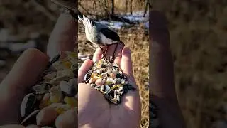 Bird Feeding Ceremony #birdfeeder #birdfeeding #ceremony #birdshorts #youtubeshorts #birdspecies