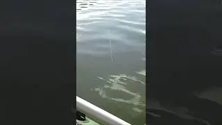 СОМИЩЕ!!! ЭХ НЕТ... ЖАЛЬ... СОМИК. #shorts  #fishing #рыбалка #квок #сомнаквок #рыбалкавбеларуси
